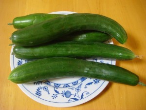 夕摘みきゅうり