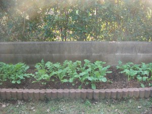 畑作り１１２３