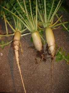 大根収穫０２１１ (2)