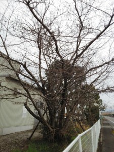 待ち遠しい桜0307