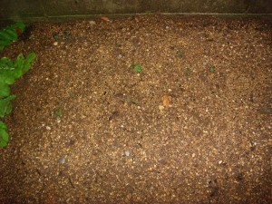 じゃがいもの芽０３１８ (2)