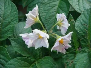 じゃがいもの花０４２５ (2)