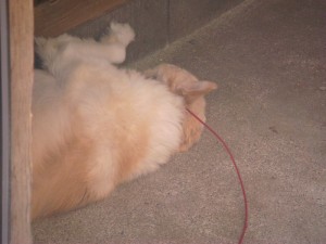 モコ爆睡1003 (1)