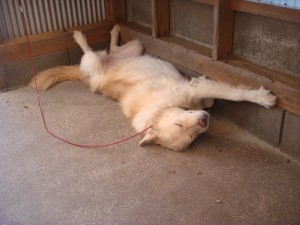 モコ爆睡1003 (2)