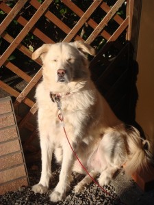 モコ１０１７ (1)