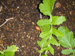 畑作り(番外編) (1)