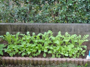 大根成長中1116 (1)