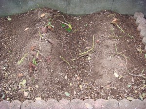 さつまいも収穫1105 (2)