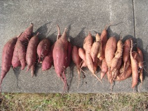 さつまいも収穫1105 (5)