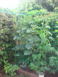 畑作り０６０３ (1)