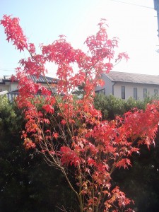 ヤマモミジ1227 (2)