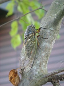 夏の目覚まし0804 (1)