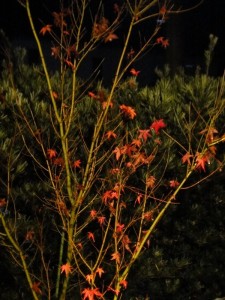 ヤマモミジ落葉０１０６ (2)