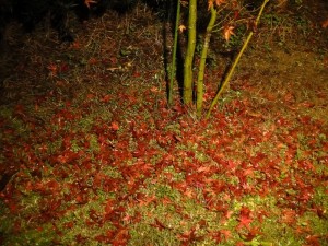 ヤマモミジ落葉０１０６ (1)