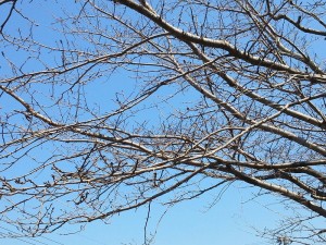 待ち遠しい桜０３１７ (1)