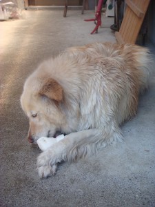 モコ　シャンプータイム (1)