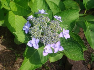 アジサイ０５２１ (2)