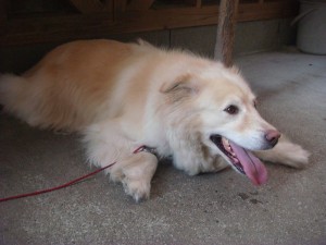 モコ０６２３ (3)