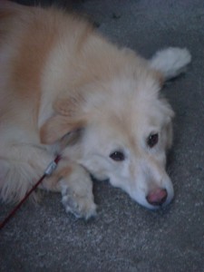 モコ０８１４ (3)