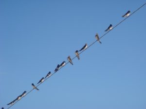 ツバメ　１１１１（１）