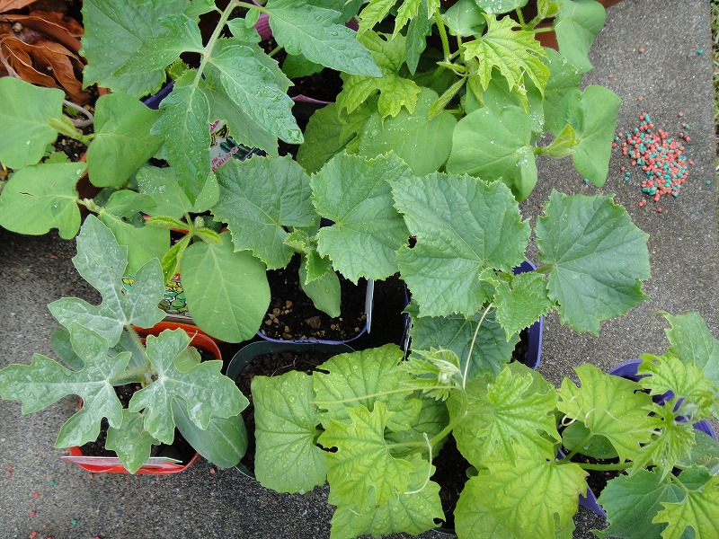 畑作り０４２１