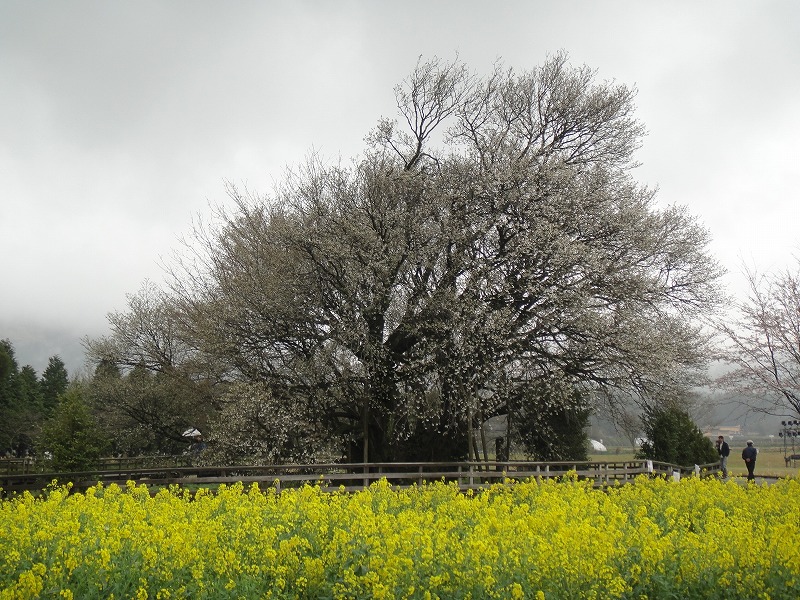 一心行の大桜０４０９ (12)