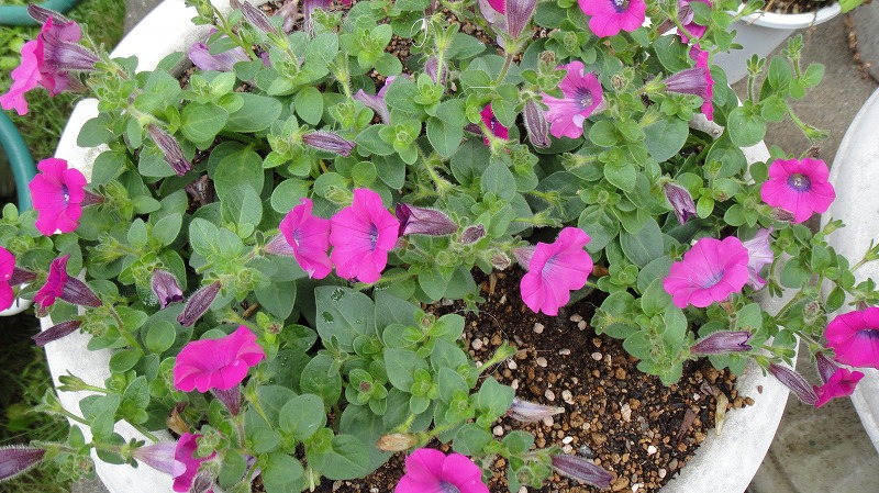 プランター０５２５ (2)