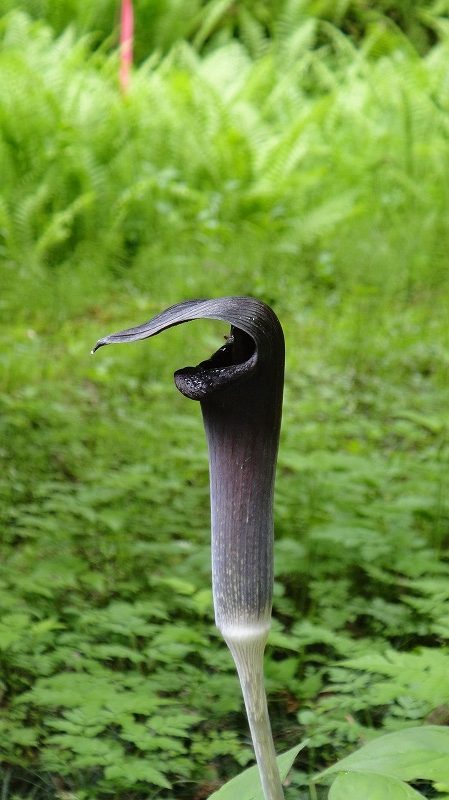 草部吉見神社 (17)