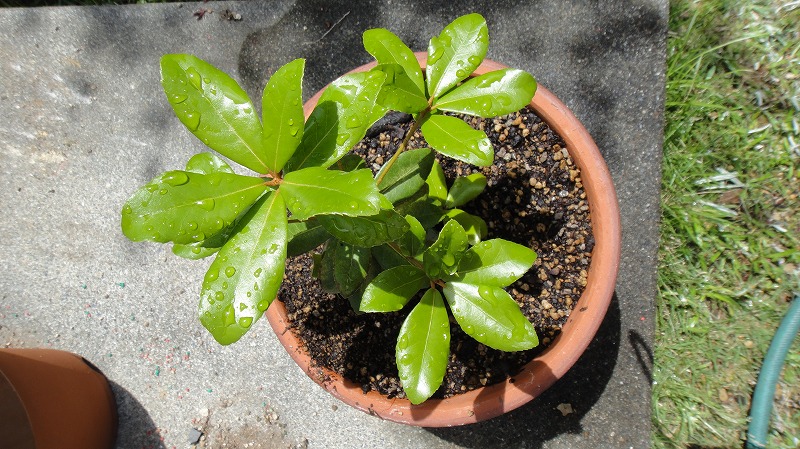 ５本の木計画０５２０ (1)