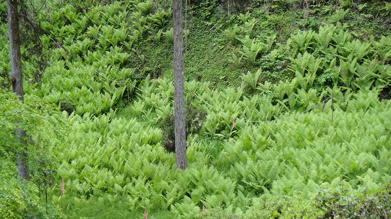 草部吉見神社 (13)
