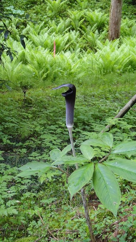 草部吉見神社 (16)