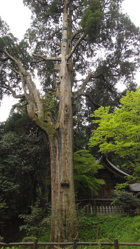 草部吉見神社 (19)