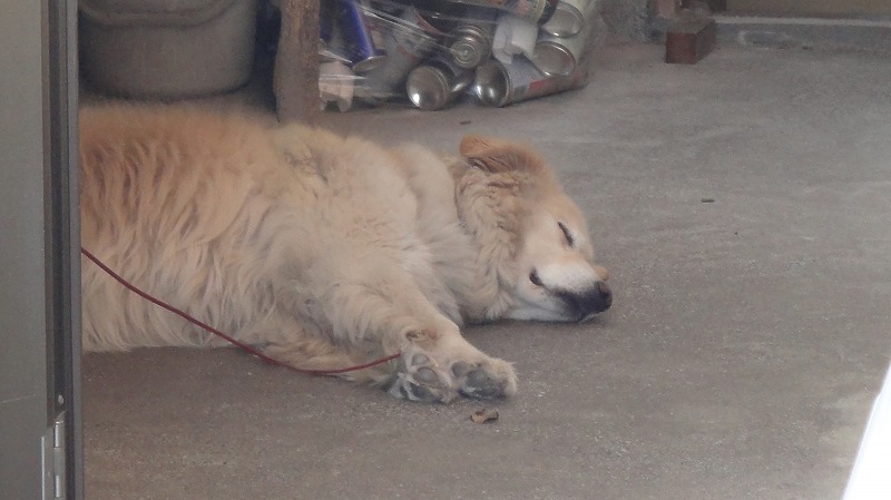 モコ爆睡０５０６ (1)