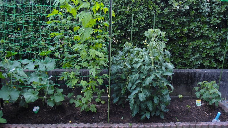 畑作り０６０１ (2)