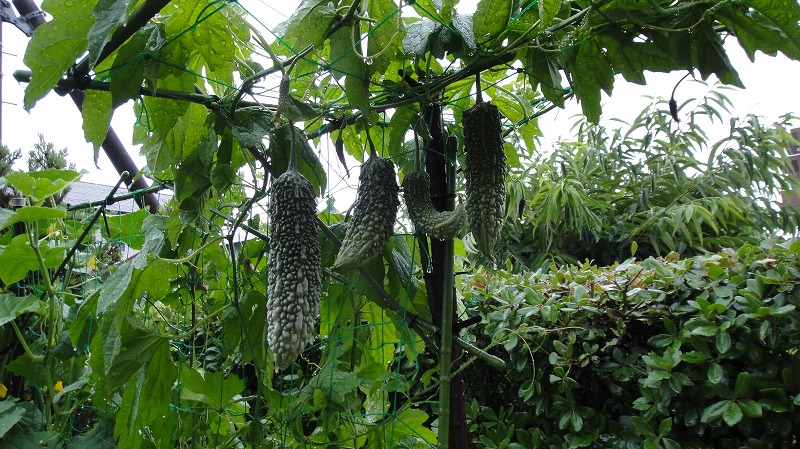 鈴なりゴーヤ0622