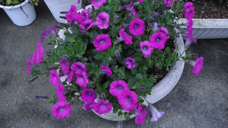 プランター０６０１