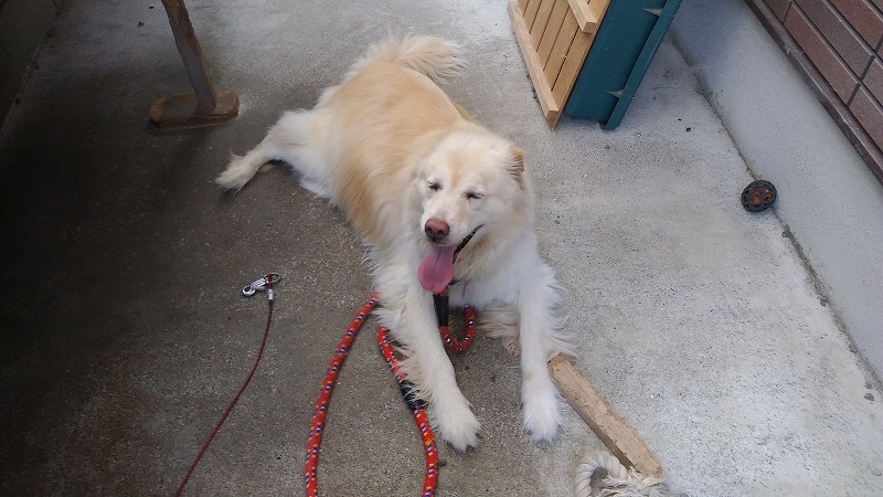 モコ０７０８ (1)