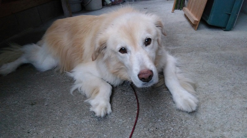 モコ１０１８ (2)