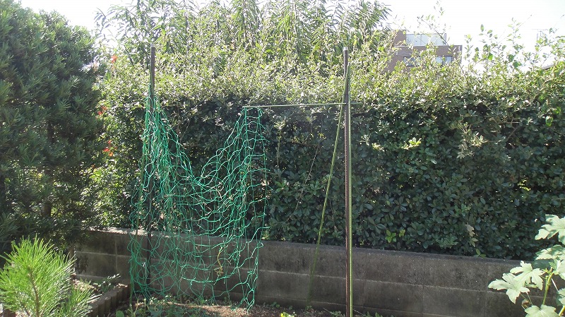 畑作り１００９ (1)