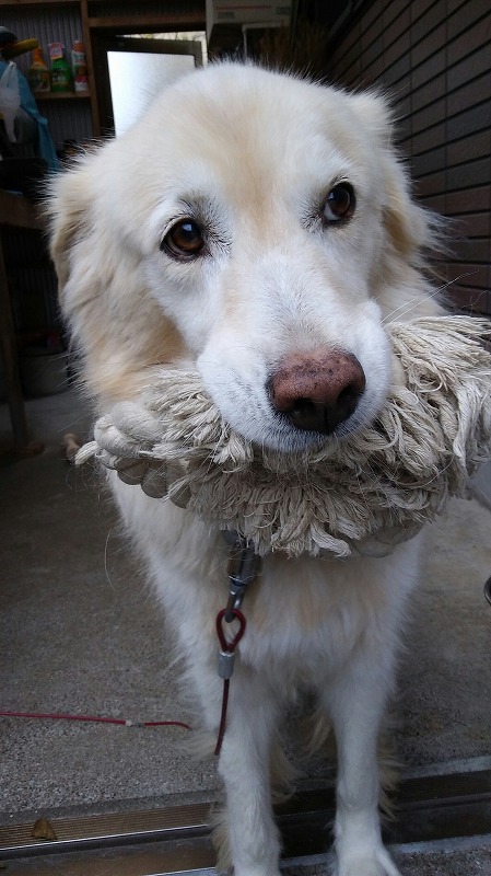 モコ１０１８ (1)