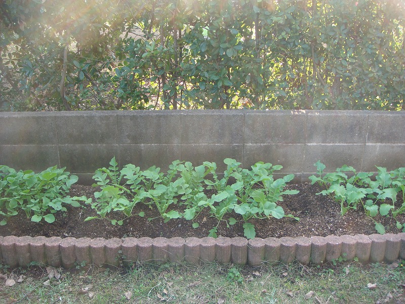 畑作り１１２３