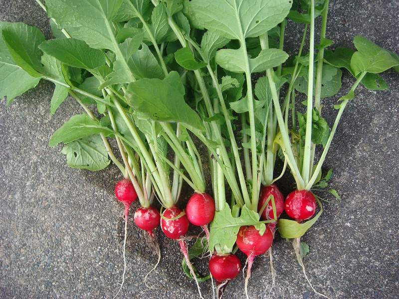 畑作り１２０６ (1)