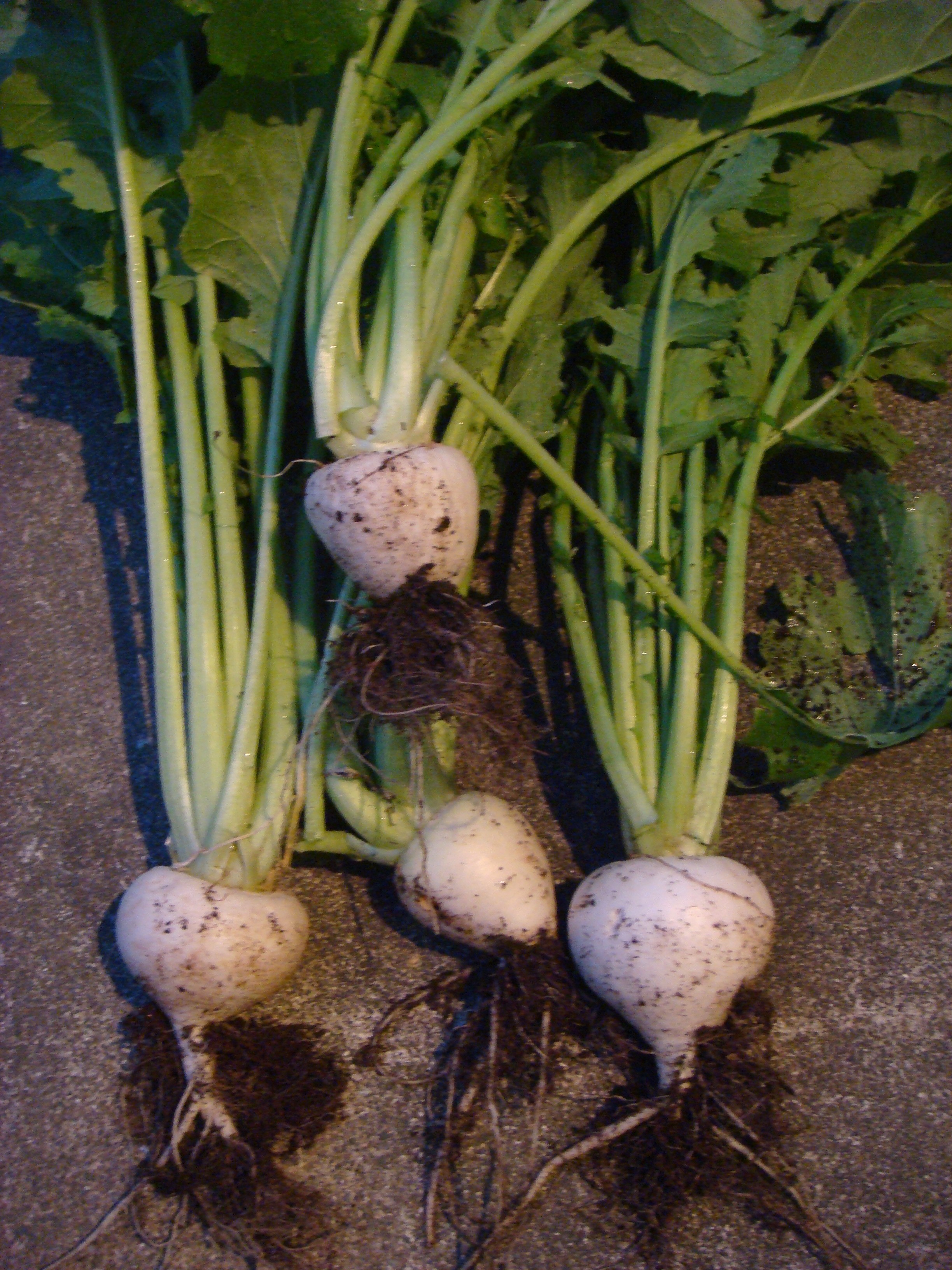 かぶ収穫０１２０ (2)