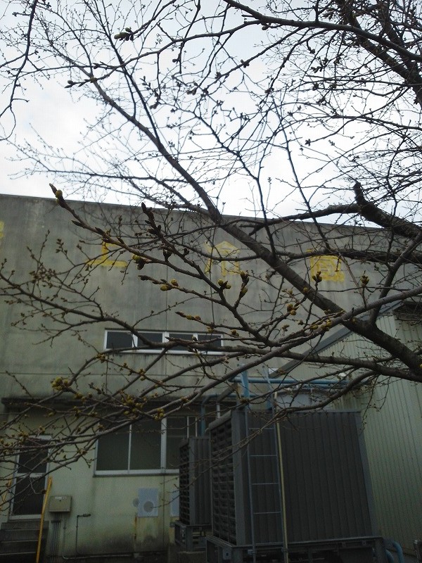 待ち遠しい桜０３２１