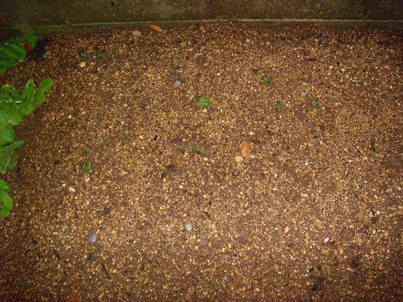 じゃがいもの芽０３１８ (2)