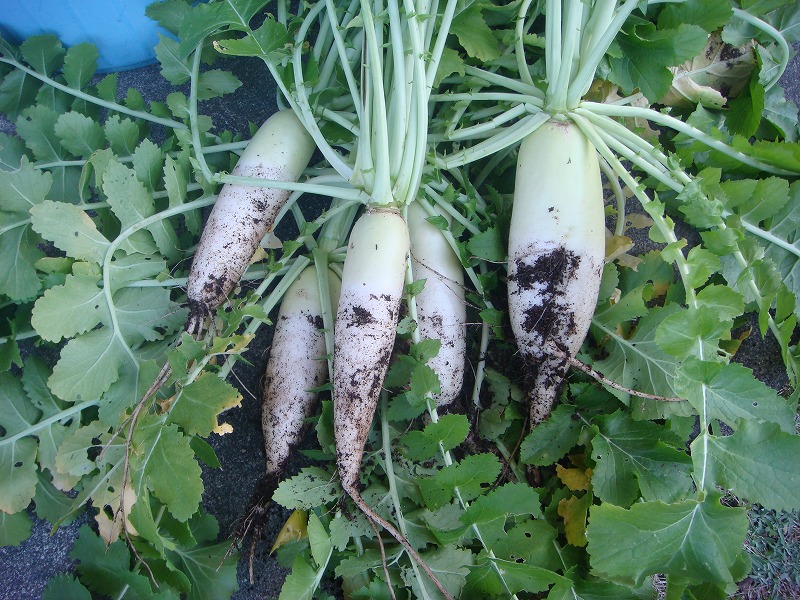 大根収穫０３０９