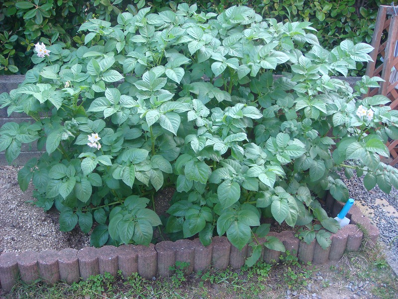 じゃがいもの花０４２５ (1)