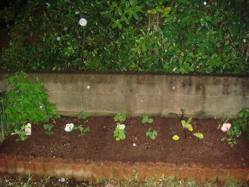 夏野菜の苗０４２９ (1)