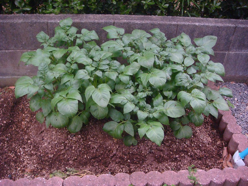 畑作り０４０５ (2)