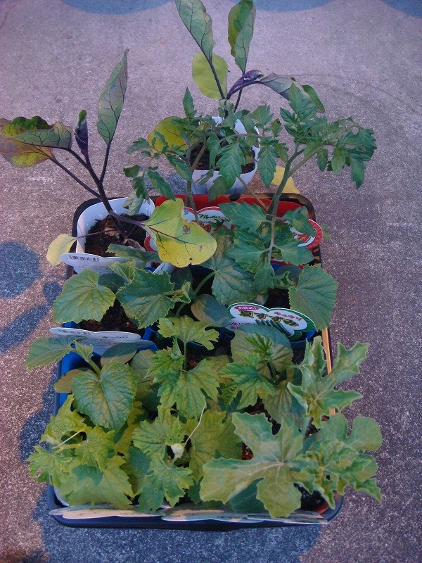 夏野菜の準備０４２６ (1)